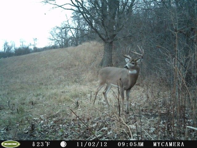 11 pointer MN (2012)