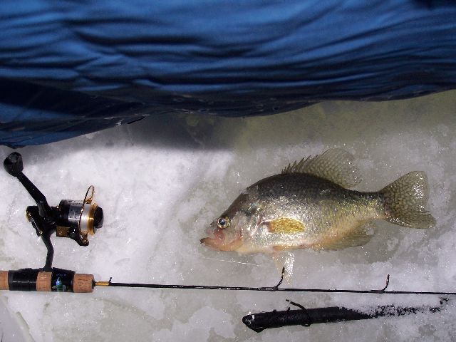 14 crappie Brandt