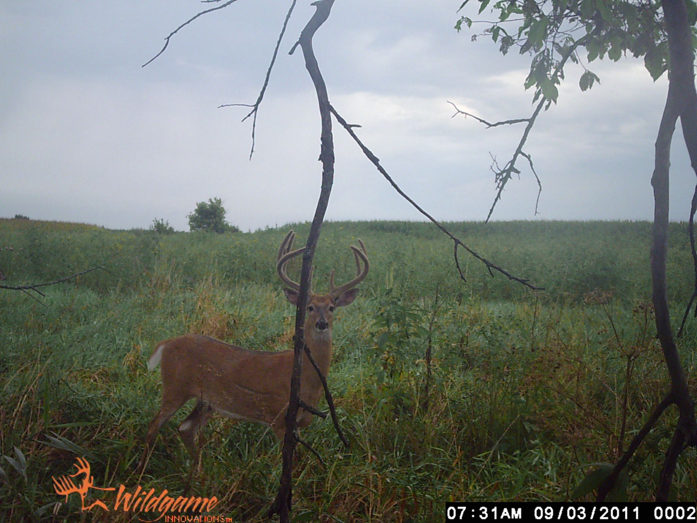 1st Buck Pic