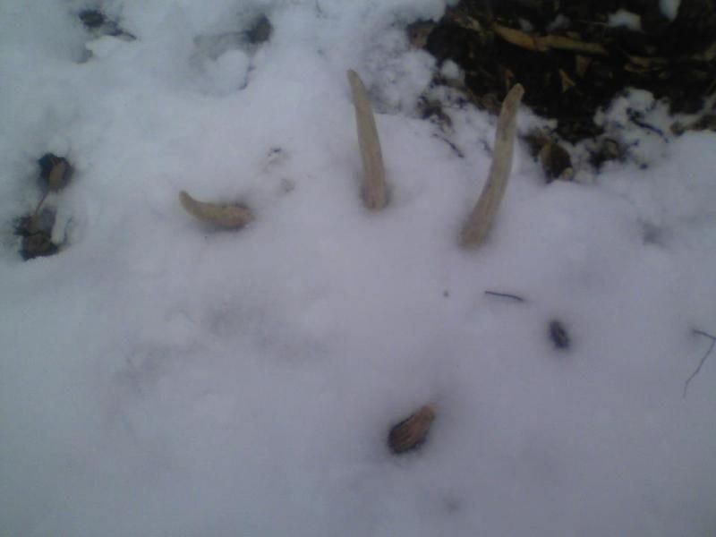 1st shed of 2012 on 1/24/12