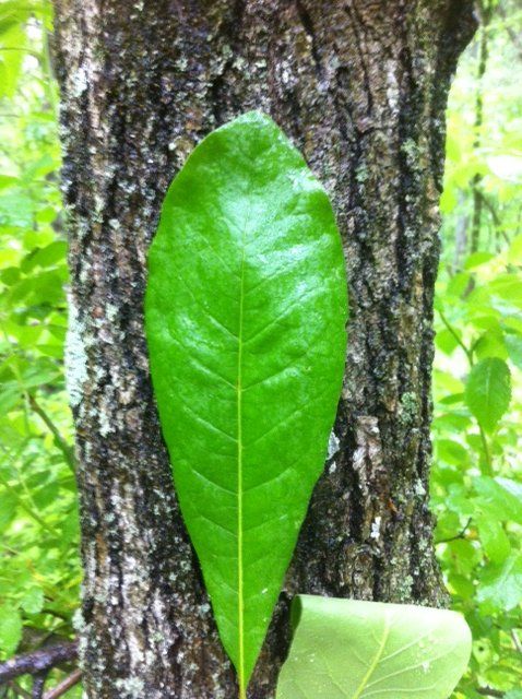 2 leaf