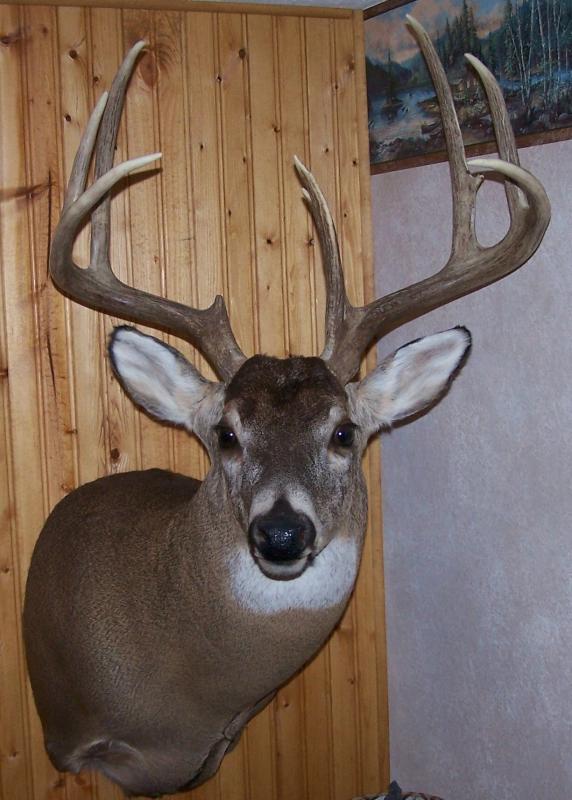 2003 shotgun buck