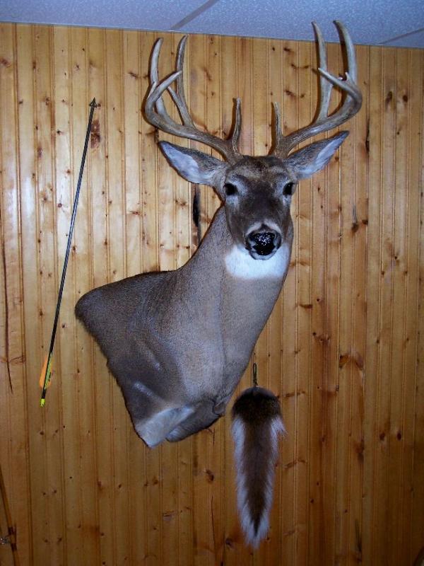 2008 archery buck 3