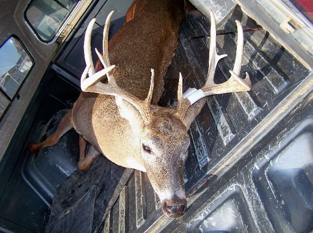 2008 archery buck