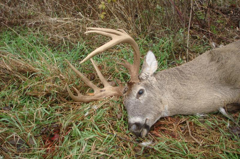 2008 Buck 2