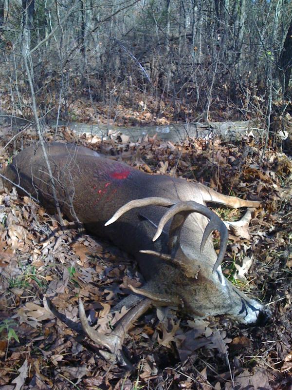 2009 Archery Buck In The Field