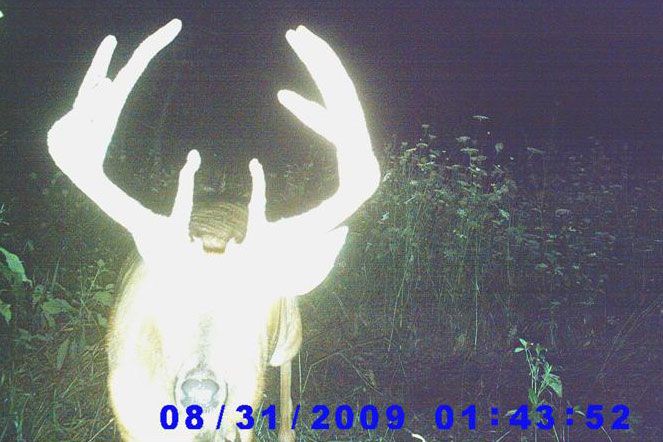 2009 Archery Buck On Trail Cam