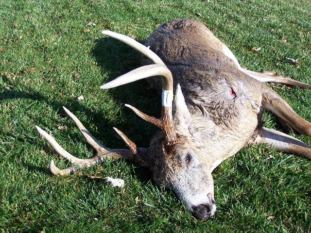 2009 archery buck