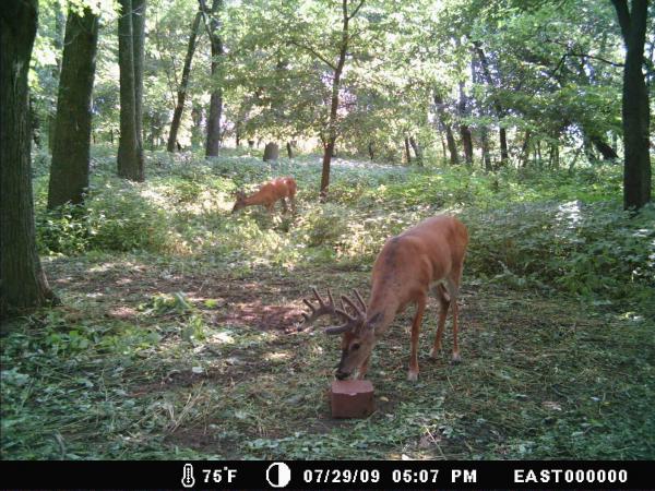 2009 West Deer Pics 002