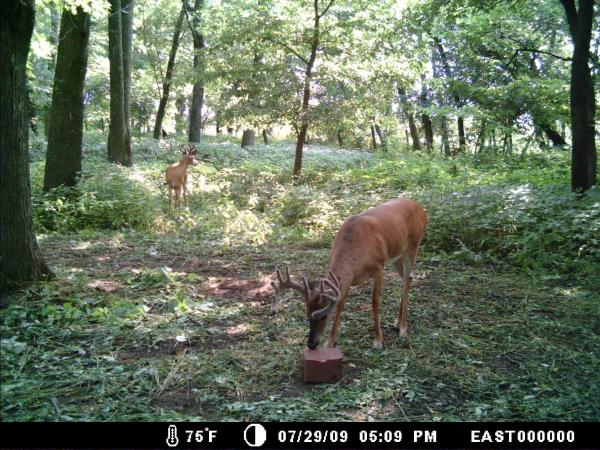 2009 West Deer Pics 003