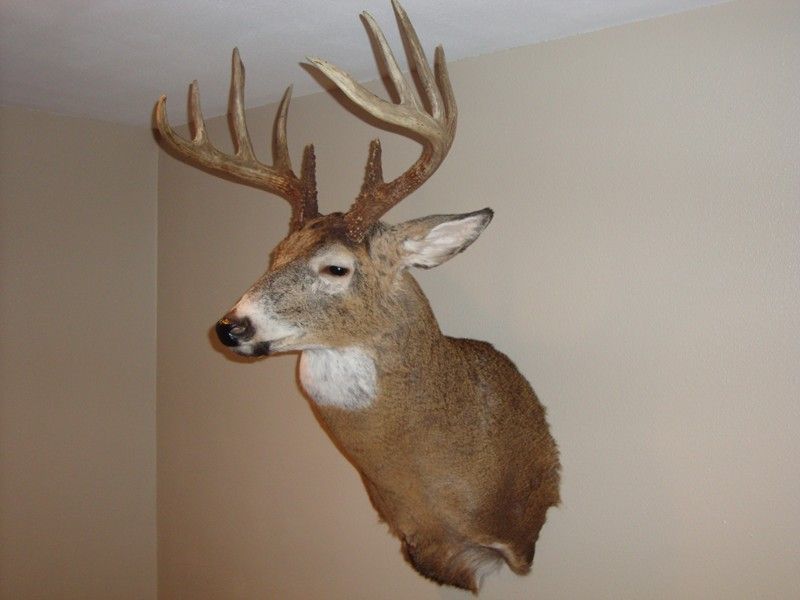 2009deer1