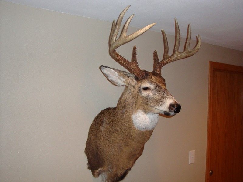 2009deer2