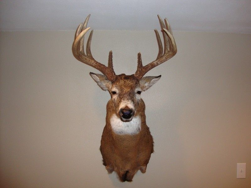 2009deer3