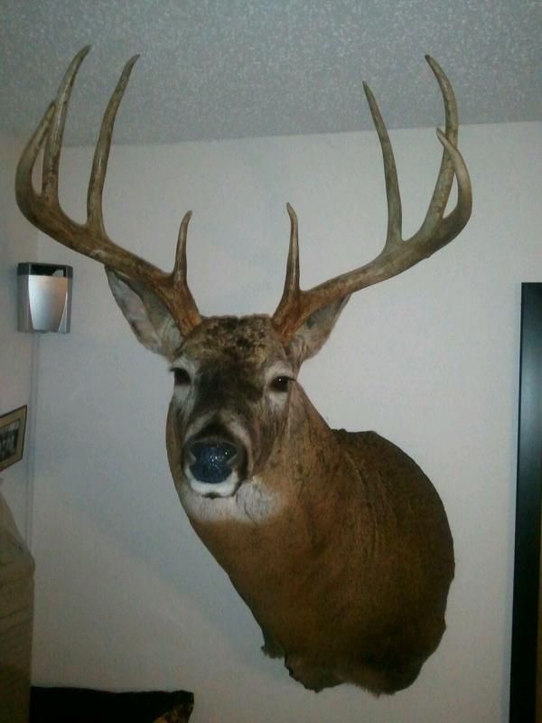 2010 Archery Buck Taxidermy