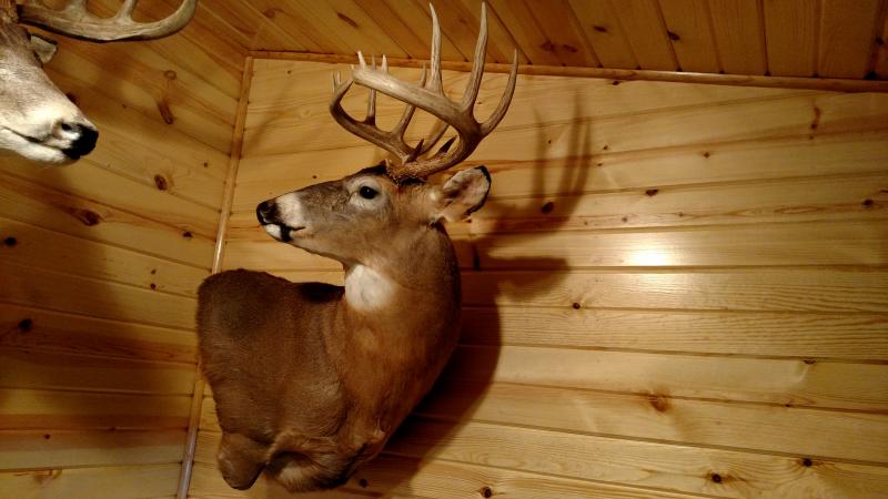 2010buck1