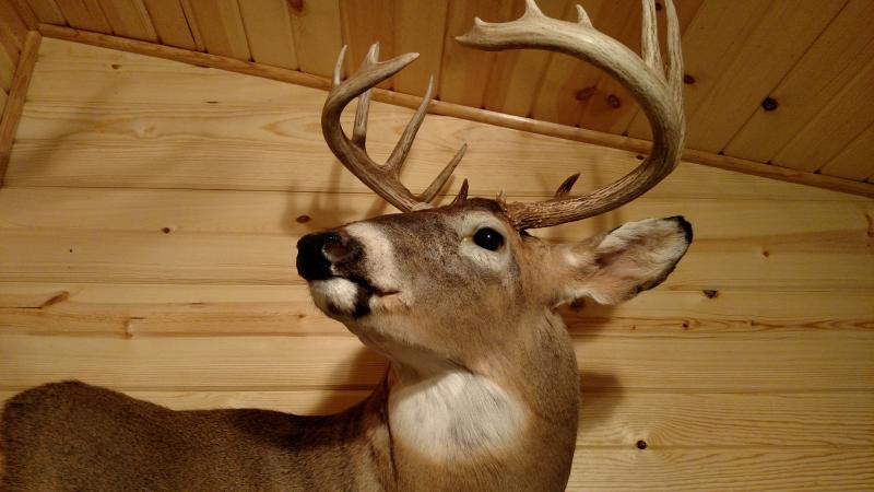 2010buck2 http://iowawhitetail.com/forum/picture.php?pictureid=18569&albumid=1610&dl=1422906614&thumb=1