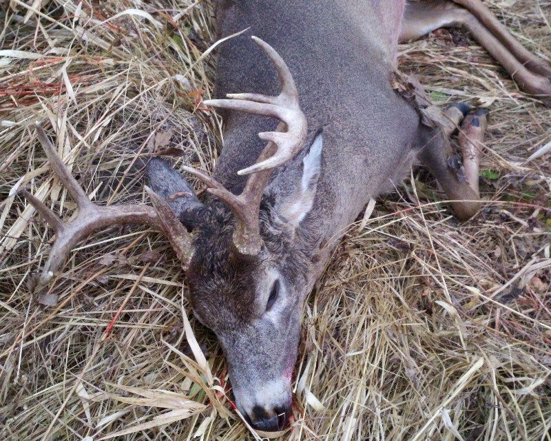 2011 Buck Down