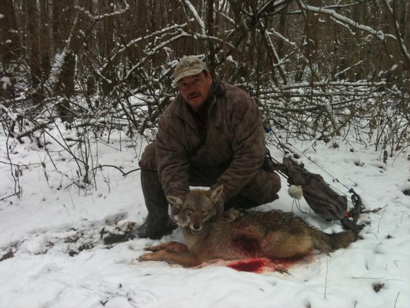 2011 coyote its at the taxidermist