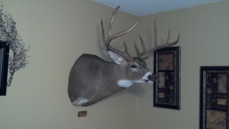 2011 muzzy buck