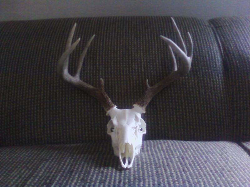 2011 shotgun buck