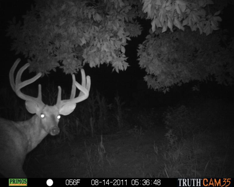 2011 trail cam 045