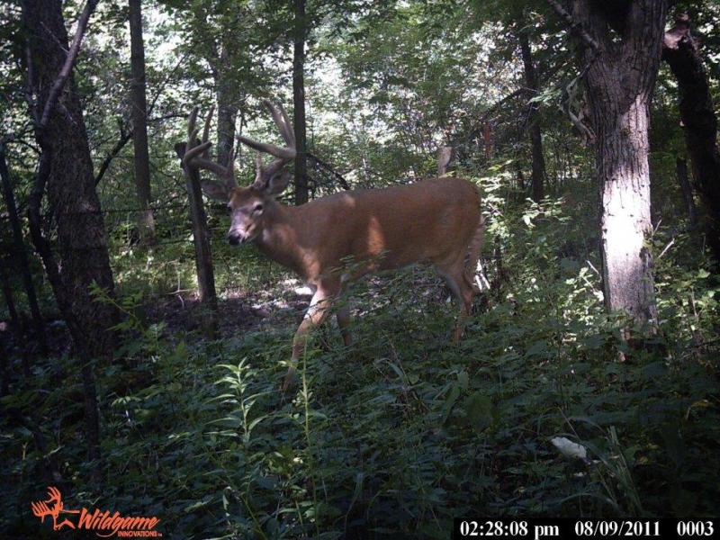 2011 Trail Cam Buck. Killed 11/26/11