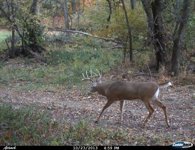 2013 Bow Buck