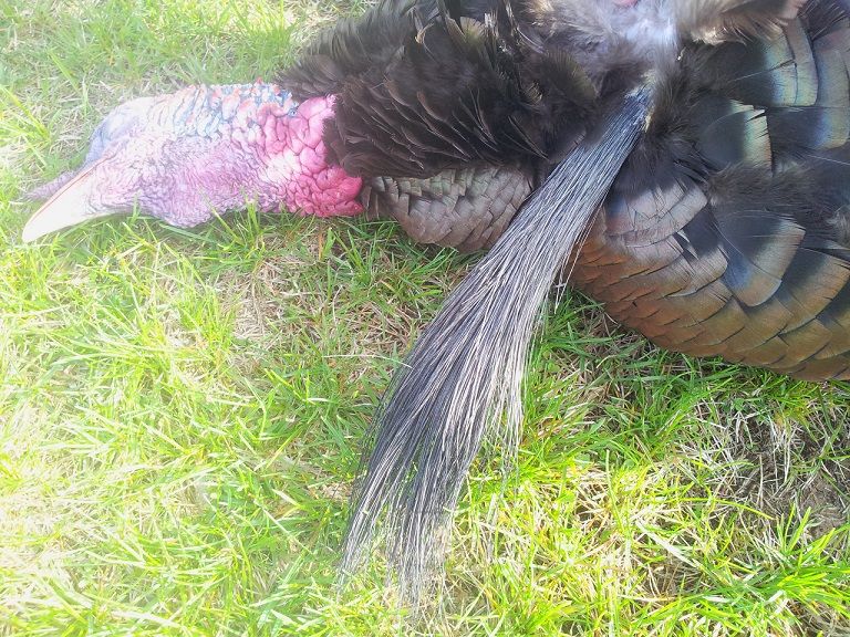 2014 Turkey beard
