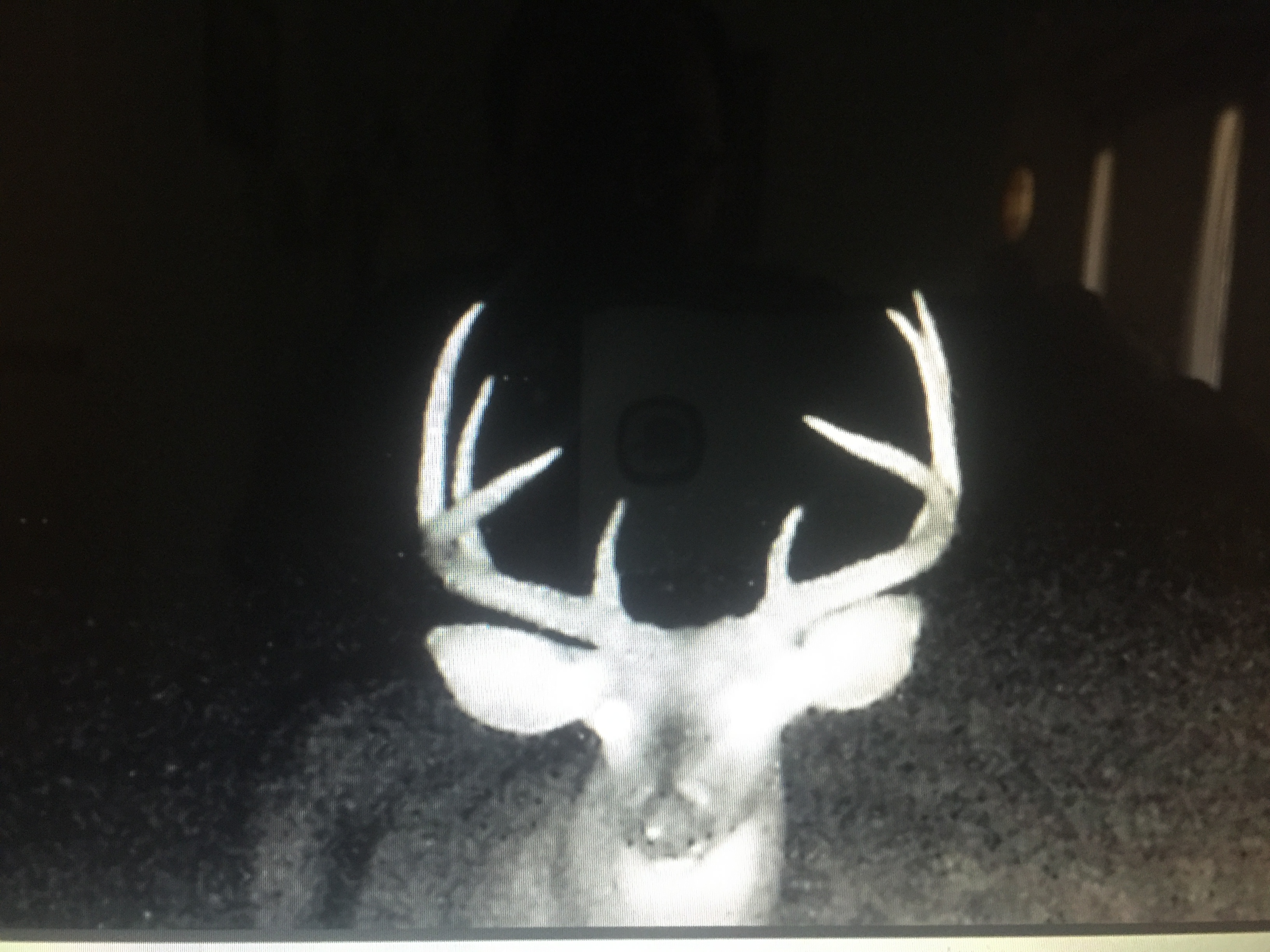 2017 bow buck trail cam