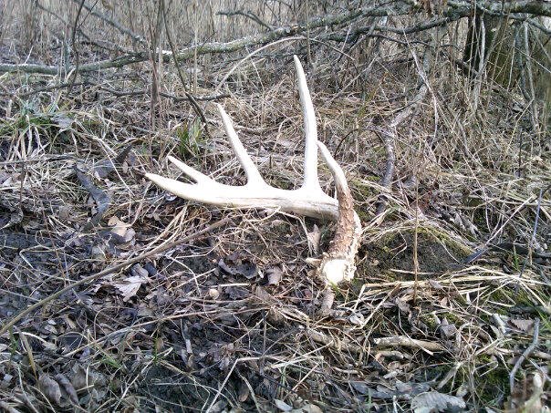 #3
First fresh shed of the year.