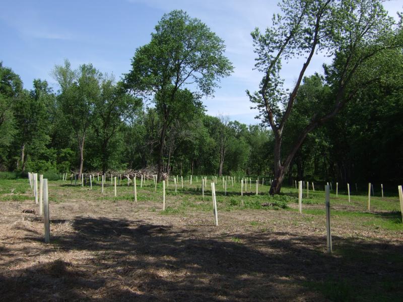 31 060111 Tree Regeneration East end 1