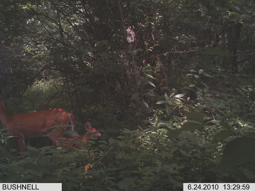 4143-fawn-2