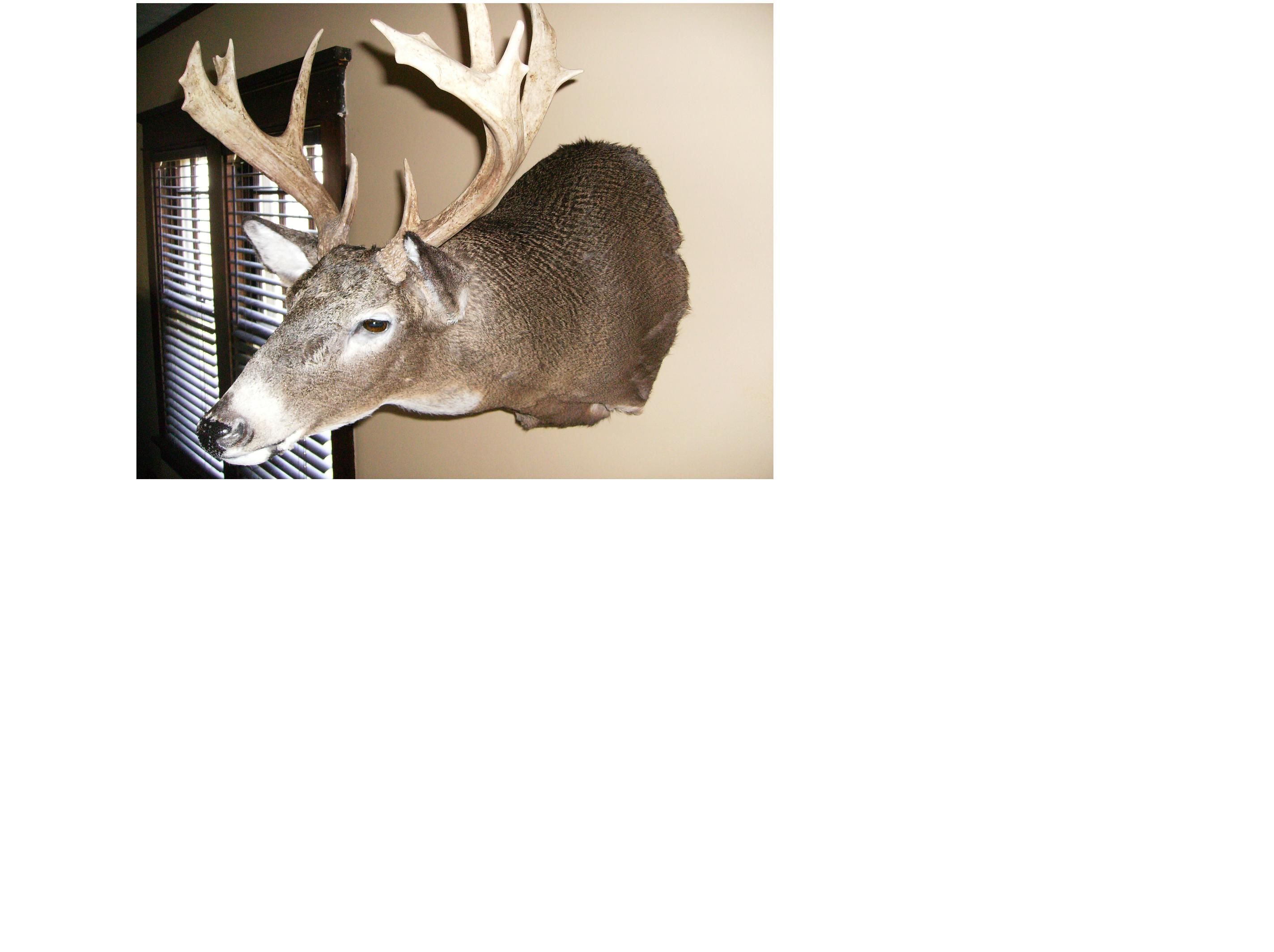 455-2009 Deer Mount Resized 678872