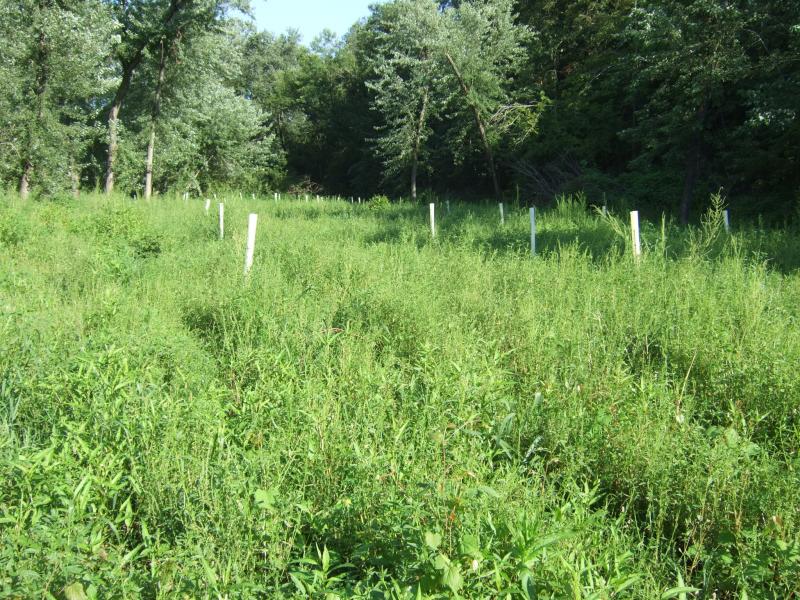 59 081111 Tree planting WS 4
