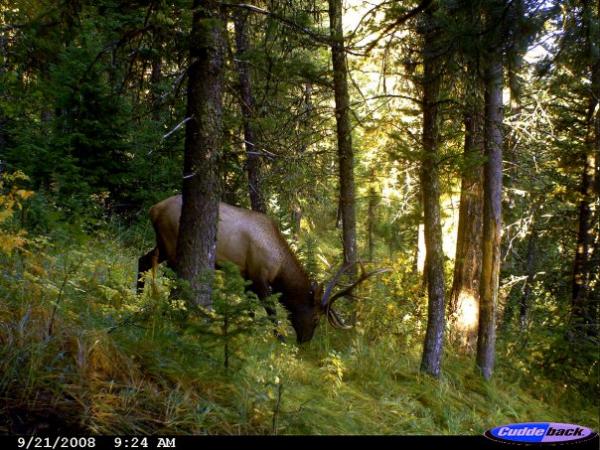 5x5 bull in SE Idaho Fall 08