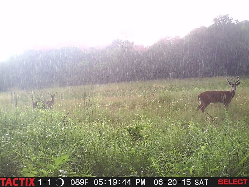 6.20.15.rainybucks