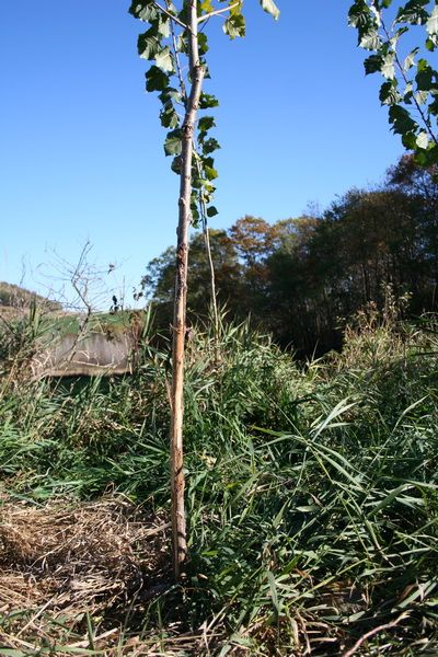 6 foot hybrid poplars 12