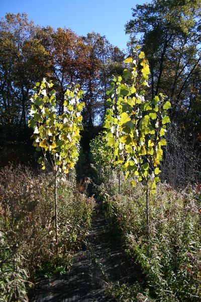 6 foot hybrid poplars 3