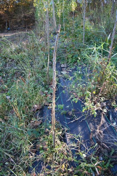 6 foot hybrid poplars 5