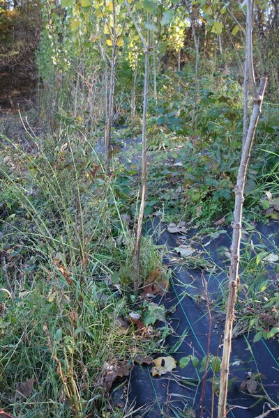 6 foot hybrid poplars 7