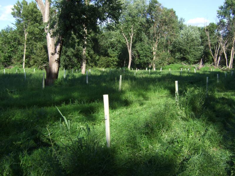 60 081111 Tree planting ES 1