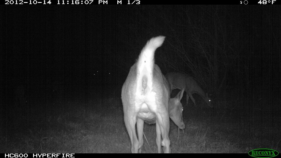 773-trailcam 2012 5412