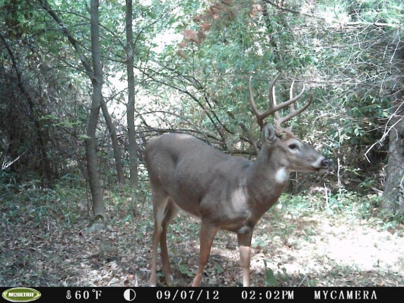 8 pointer again 2012