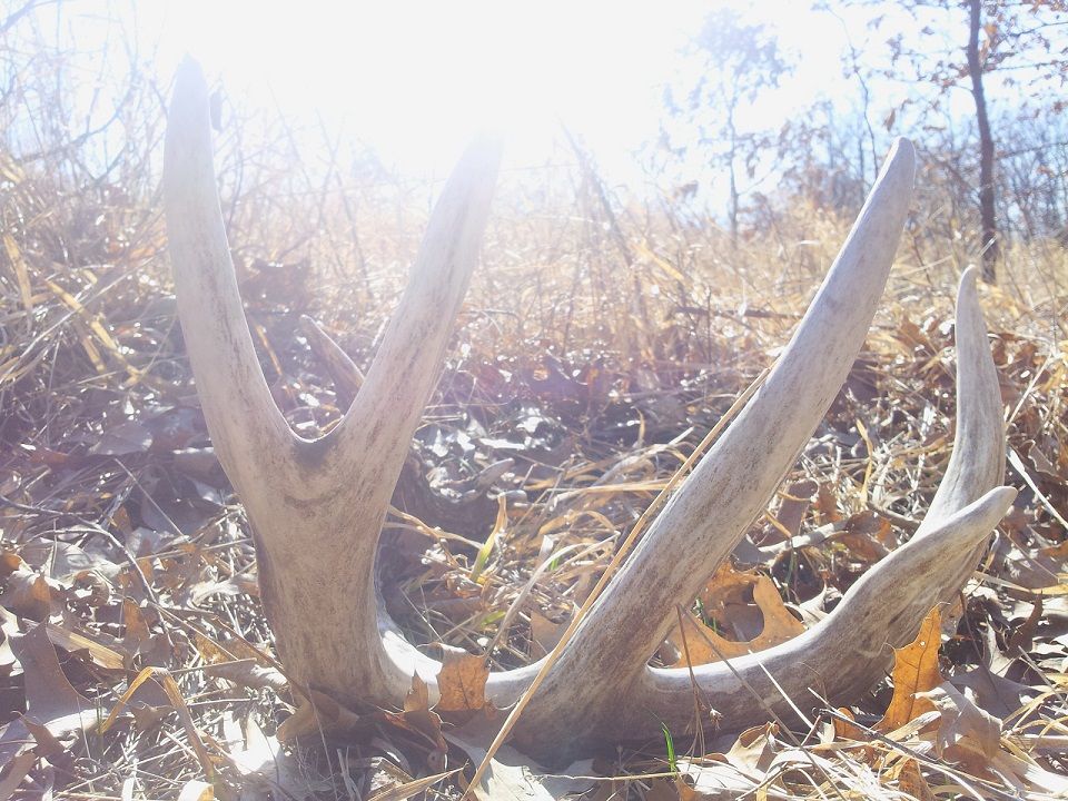 83 incher