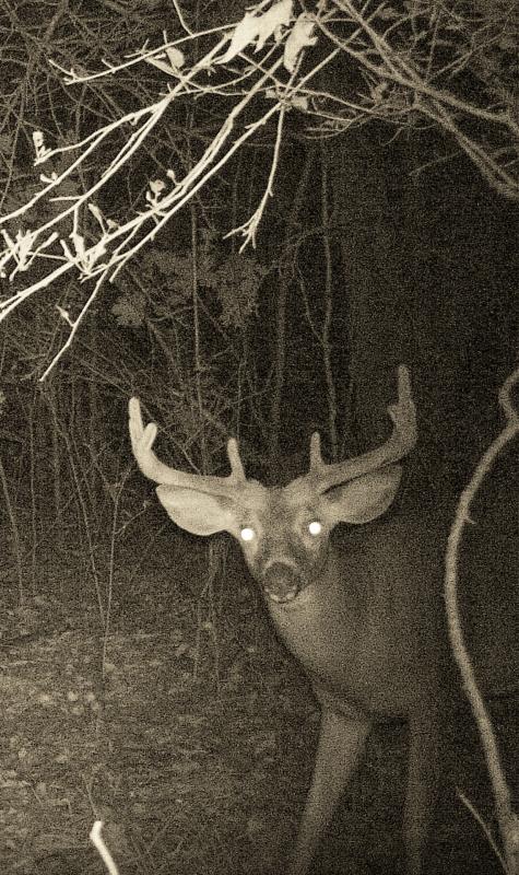 9/6/11 Buck