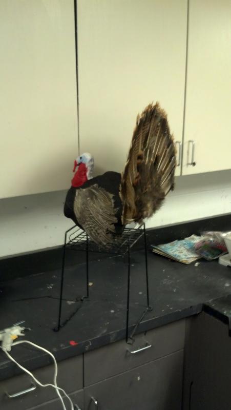 A buddy and I made ourselves a jake decoy