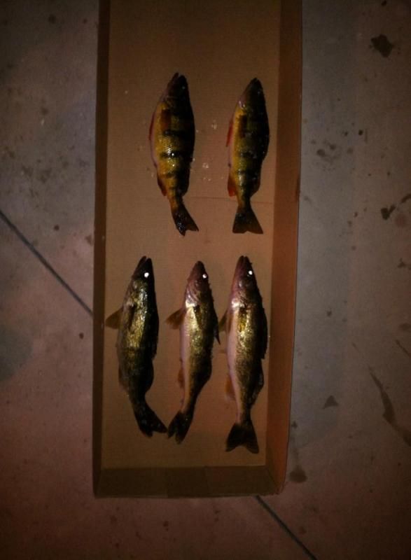 a few walleyes