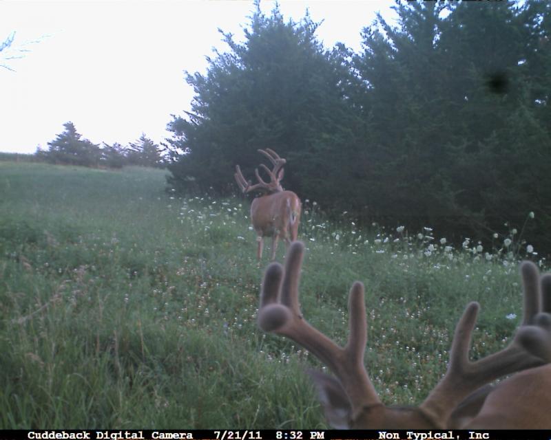 Another buck added to the "Rage list".
