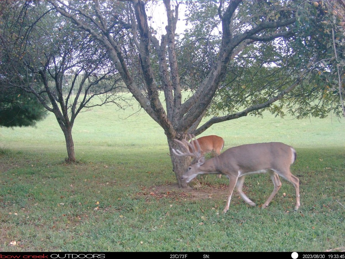 Apple fest buck.JPG