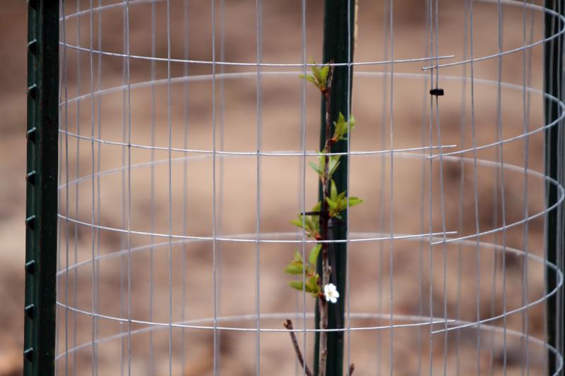 Apple Trees